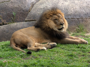 Lions, tigers, rhinos, kangaroos, giraffes roam, pose, preen for public