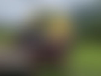 Kualoa: Oahu working ranch offers magic, entertainment and education.