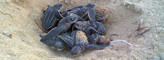 Baby leatherbacks take their first steps toward the sea