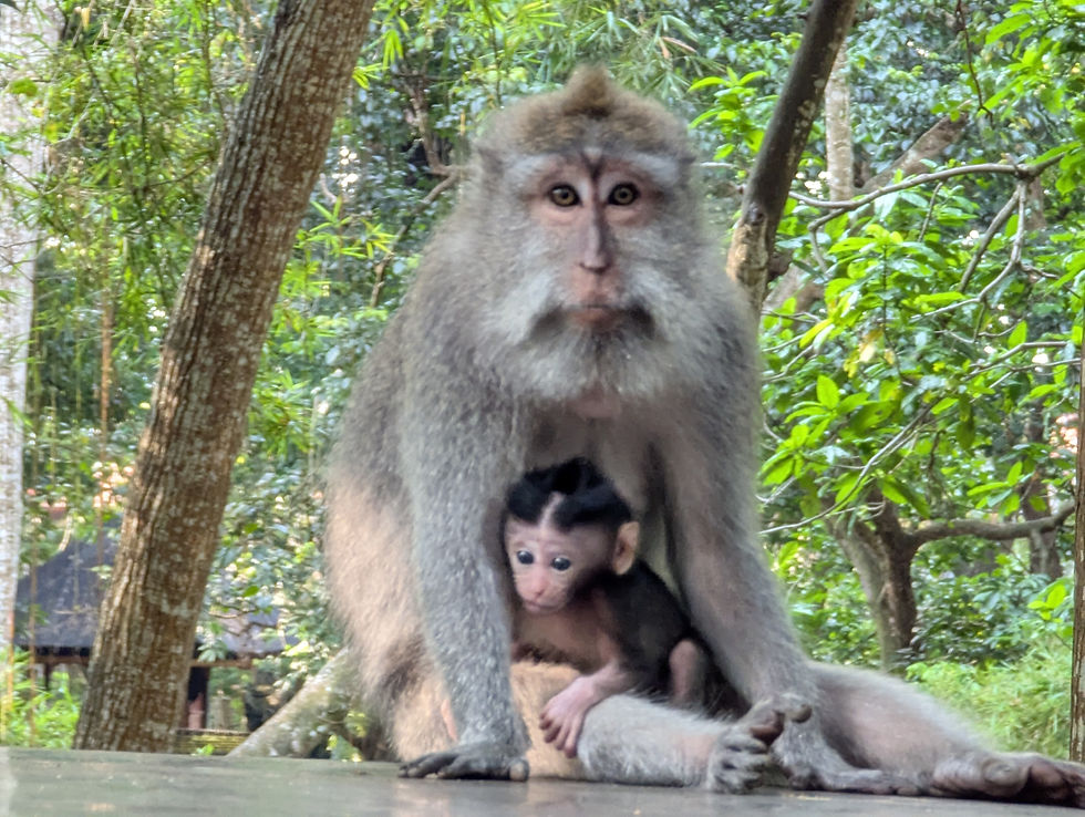 Mother monkey cracles her offspring in Bali's Sacred Monkey Forest Sanctuary in the village of Padangtegal in the heart of Ubud, Bali, Indonesia; the park is in a lush forest popular with locals and tourists alike