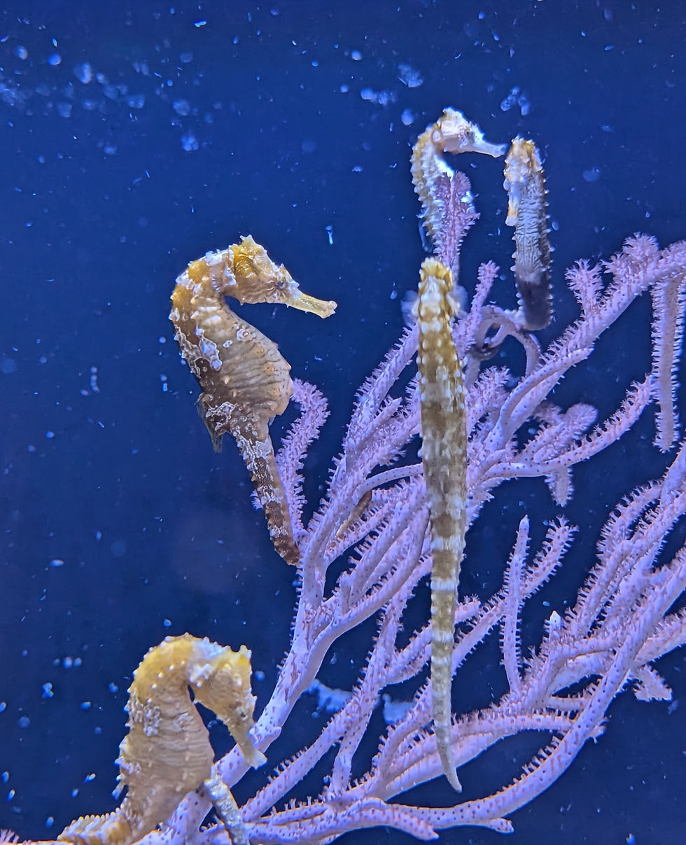 Honolulu Aquarium, seahorses cling to colorful coral