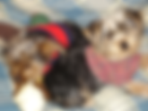 Love affair with Yorkies has long, proud history of travel, unabashed love