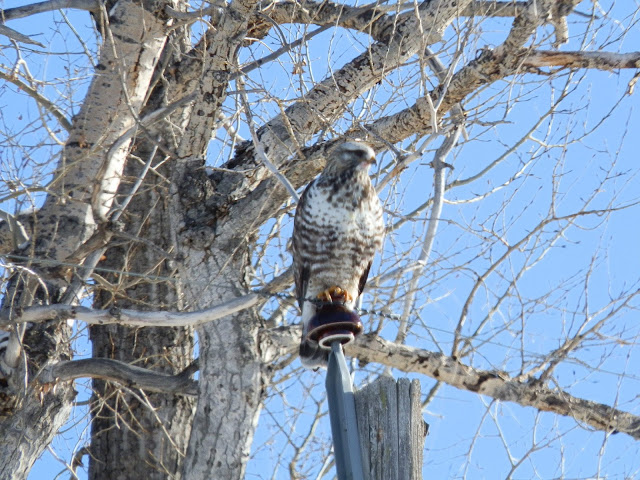 This beautiful hawk doesn't seem to mind winter, for the snow makes it easier to view and find a snack. The absence of leaves also makes it easier for us to see him -- here, on a cottonwood in West Yellowstone.