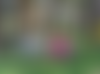 Montevideo's magic: history, stately buildings and many free attractions