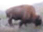 Catalina Island Bison? Yes, because Hollywood put them there