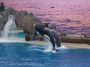 SeaWorld's new Orca Encounter is a more politically correct production which still captures the beauty, grace and power of the magnificent whale