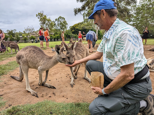 Keller feeds kangaroo
