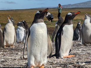 On the penguin trail: fascinating tours go far into the southern hemisphere for treasured viewing opportunities
