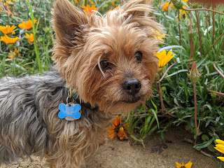 Nicky, our 15-year old Yorkshire terrier, at a rest stop in Idaho on our current road trip. 

