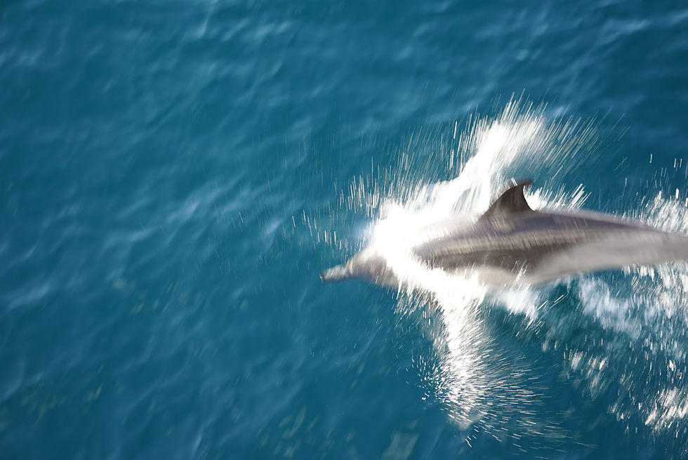 Dolphin watching is a feature of whale watching in Dana Point and Oceanside.