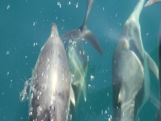 San Diego Whale Watch - Northbound grey whales delight during day on the water
