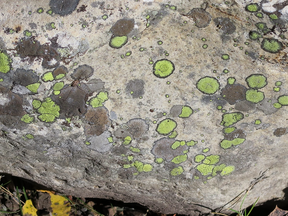 Algae on a rock, shades of green and grey from years of weather