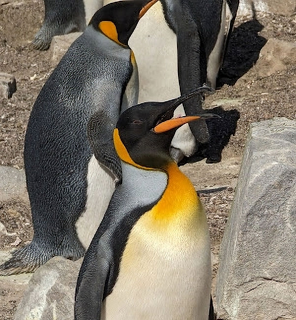 King penguins on the beach strut with their distinctive bright orange colors