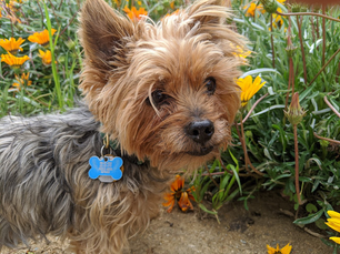 A dog's long, lively life : Nicky lives on as a fearless, loving Yorkie