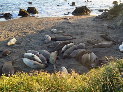 Dozens of elephant seals rest on the central California coast, one of the few places on Earth to see them