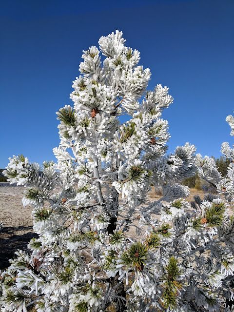 Snow has come to Yellowstone, blanketing the pine and fir trees in cloaks of white.