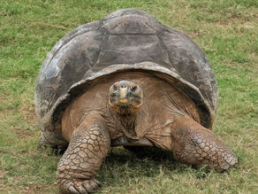 Jaws a Galapagos tortoise born in 1929
