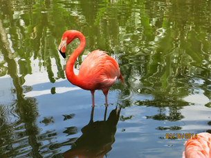 Flamingo in sanctuary Fort Lauderdale