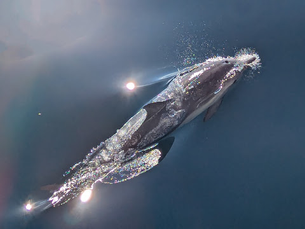 Whale tale Ventura: dolphins eclipse migrating grays, as stars of the ocean's show -- plus California fire update, rains and border fire progress