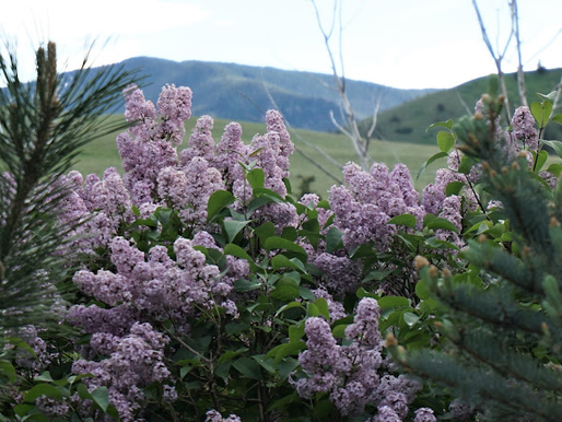 Lavender flowers in the Beartooth Mountains of Montana