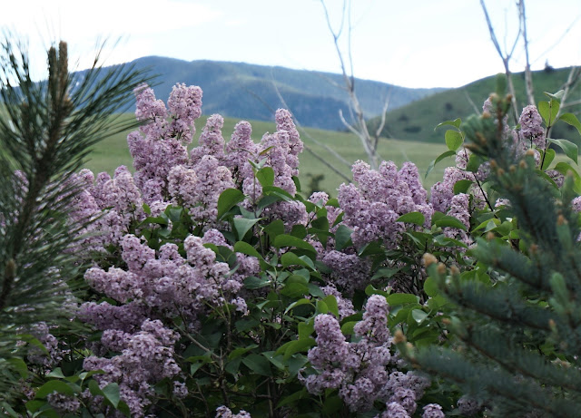 The lavender flowers of the lilac are associated with refinement, grace, elegance and grief. Walt Whitman's poem, "When Lilacs Last in the Dooryard Bloom'd" mourns the death of Lincoln.