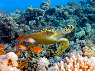The graceful sea turtle of Kauai as seen from underwater while diving