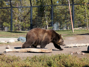 Grizzly bear in enclosure at Grizzly Wolf Discovery Center
