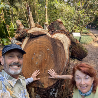 Recent storms brought down a huge tree in the Waimea Canyonon
