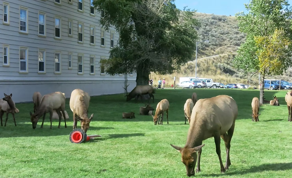 Elk graze in Mammoth, with Yellowstone's hills behind a classic old motel and gift shop