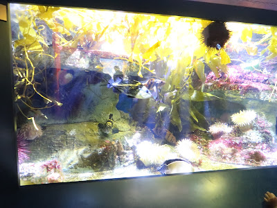 The Birch Aquarium in San Diego has a world class series of exhibits.