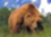 Guess who's coming to dinner? Here are the bear facts on Montana's natural wonders