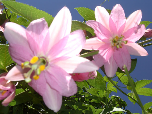 Passion for flowers blossoms into love affair with Montana abloom