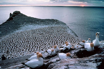 Gannets in New Zealand's Muriwai Park are protected.