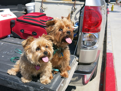 A human bag, a cooler, and Yorkies ready to roll.