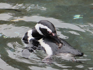 Penguins dive, splash and swim about in an open-air exhibit.