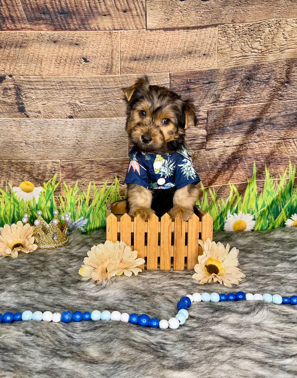 Yorkie Puppy West Tennessee