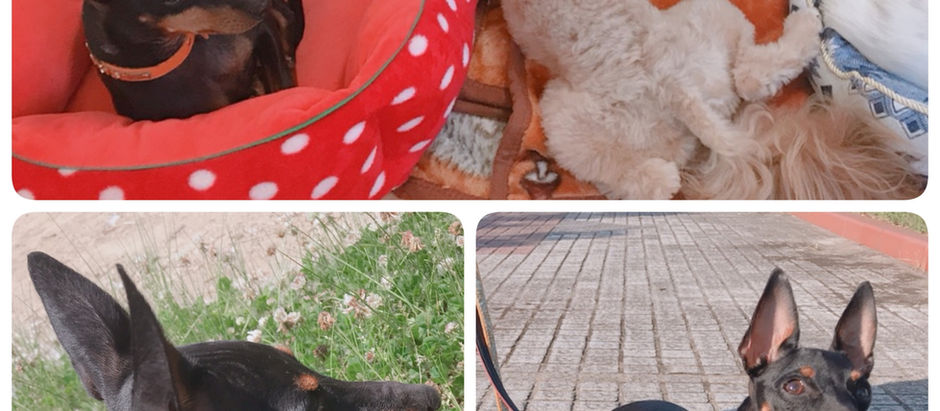 ホテルについて🐶🐈