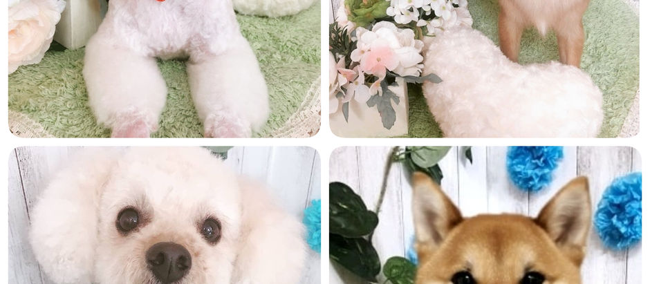 おともだち🐶