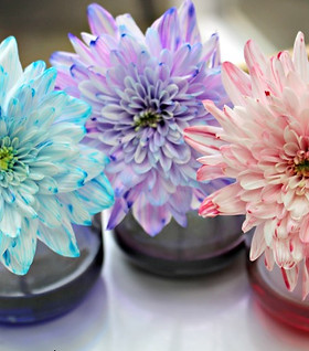 color changing flowers.jpg