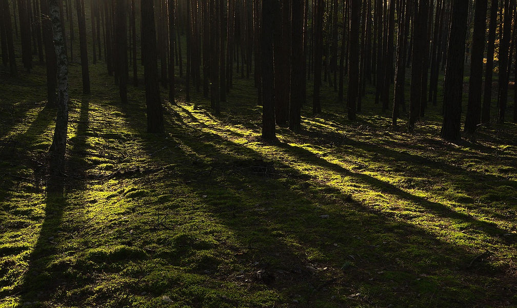 forest-6364913_1280.jpg