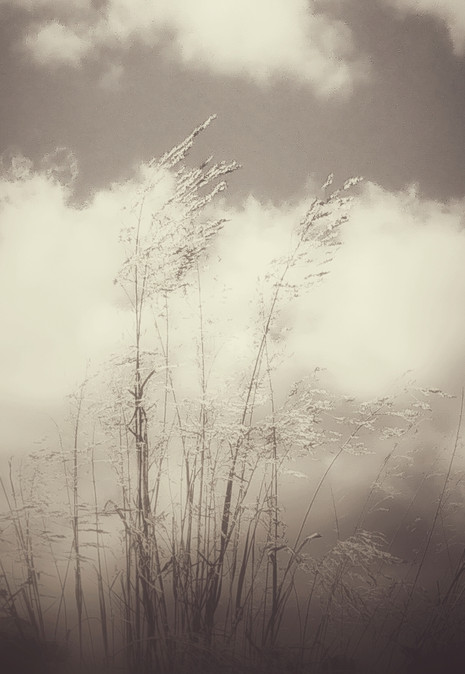 © Valérie Salvo Instants Nature