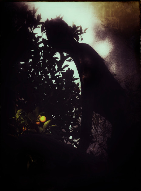 © Valérie Salvo Instants jardins