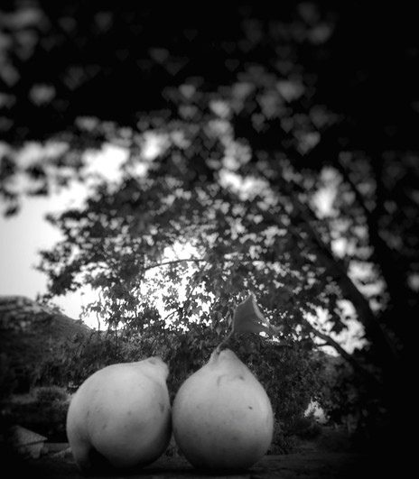 © Valérie Salvo Instants jardins