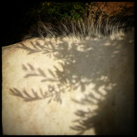 © Valérie Salvo Instants Nature