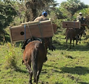 photo horses carrying nest boxes.png