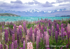 Magnet - Lake Tekapo and Lupins.png