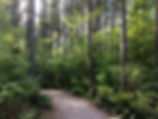 urban forest trail in spring by Sasha Fa
