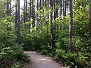 urban forest trail in spring by Sasha Fa