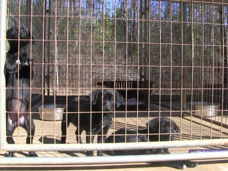 Animals looking for homes amid pandemic
