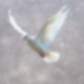 white dove taking off with a blue background_.jpg